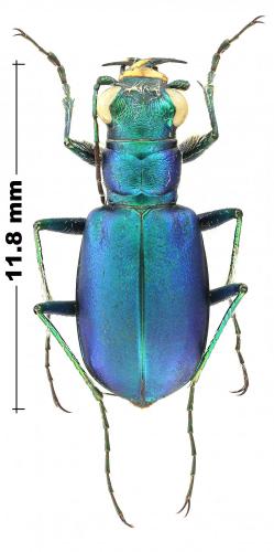Réf. 244 637 : Cicindela scutellaris rugata